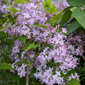 SYRINGA X HYACINTH. SCENTARA `PURA`
