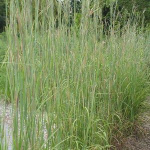 ANDROPOGON GERARDII