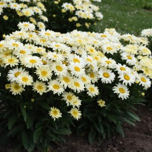 LEUCANTHEMUM AMAZING DAISIES `BANANA CREAM II`