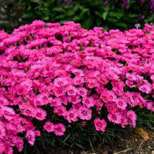 DIANTHUS `PAINT THE TOWN FANCY`