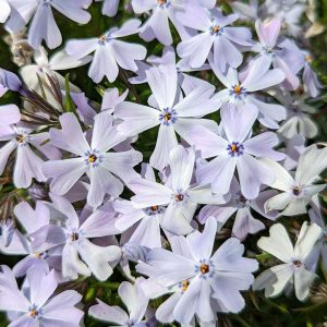 PHLOX SUB. SPRING `BLUE`