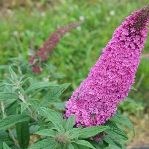 BUDDLEIA PUGSTER `PINKER'