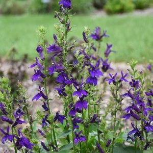 LOBELIA SPECIOSA `STARSHIP BLUE`