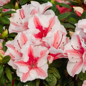 AZALEA ENCORE `AUTUMN STARBURST`