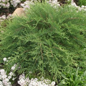 MICROBIOTA DECUSSATA `CELTIC PRIDE`