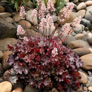 HEUCHERA `RUBY TUESDAY`