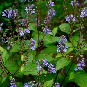 SCUTELLARIA `APPALACHIAN BLUES`