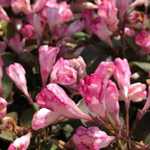 WEIGELA X `AFTERGLOW`