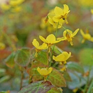 EPIMEDIUM X PERRALCHICUM `FROHNLEITEN`