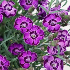 DIANTHUS EVERLAST `VIOLET BLUE`