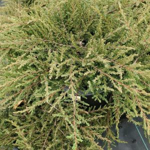 JUNIPERUS COMMUNIS `ALPINE CARPET`