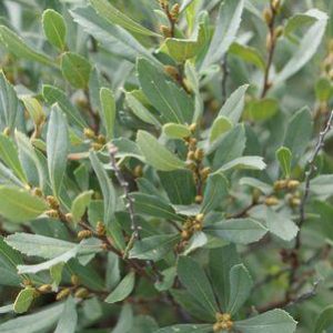 MYRICA PENSYLVANICA