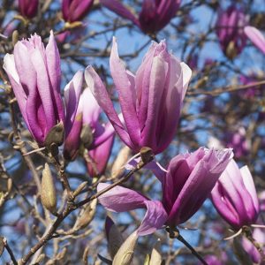MAGNOLIA LILIIFLORA `BETTY`