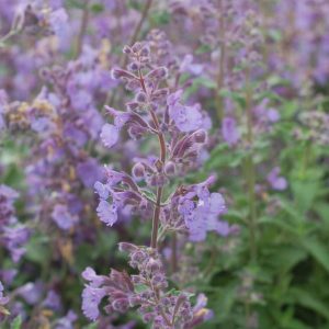 NEPETA `WALKER`S LOW`