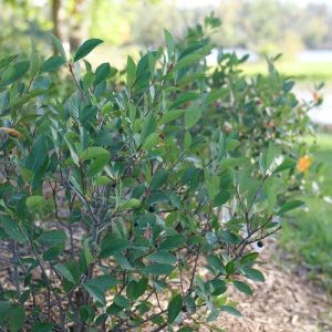 ARONIA LO SCAPE `SNOWFIRE`