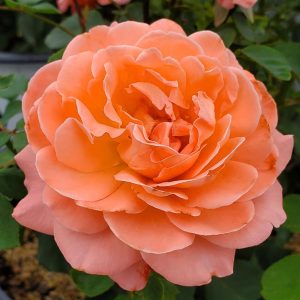 ROSA REMINISCENT `CORAL`