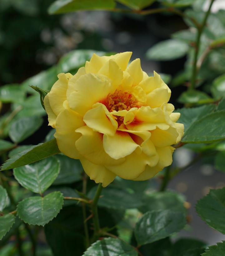Rose Rise Range ROSA RISE UP RINGO | Cropley's Garden Center