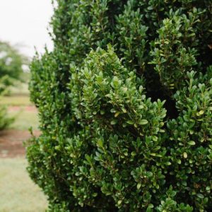 ILEX CRENATA `CHUBBY HUBBY`
