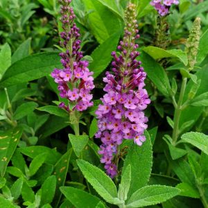 BUDDLEIA X `BIRTHDAY CAKE`