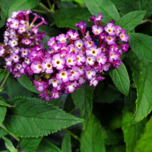 BUDDLEIA X `BLUEBERRY PIE`