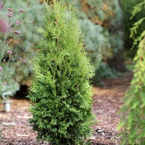 THUJA OCCIDENTALIS `PRIVATE JET`