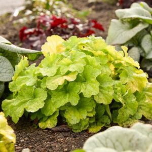 HEUCHERA PRIMO `PISTACHIO AMBROSIA`