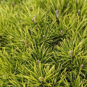 PINUS MUGO VAR. MUGHUS `ENCI`