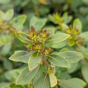 ILEX GLABRA `FOREVER EMERALD`