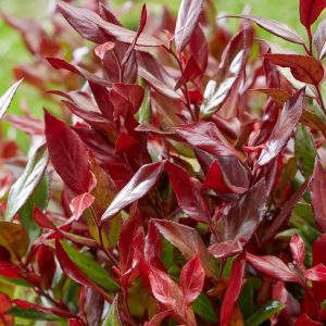 LEUCOTHOE FONTANESIANA `LITTLE FLAMES`