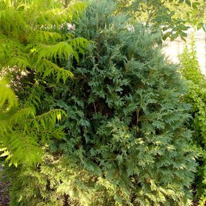 THUJA OCCIDENTALIS `TECHNITO`