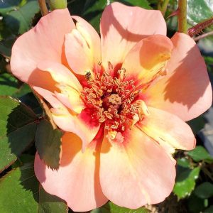 ROSA `FLOWER CARPET PEACH`
