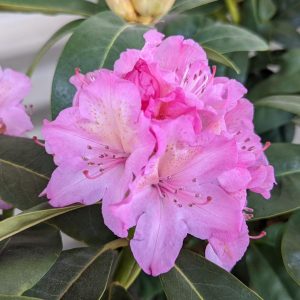 RHODODENDRON `HOLDEN`S FUCHSIA`