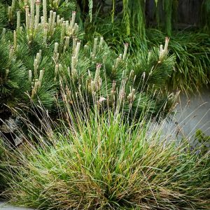 SESLERIA X `GREENLEE HYBRID`