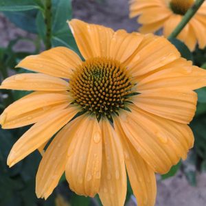 ECHINACEA COLOR CODED `ONE IN A MELON`