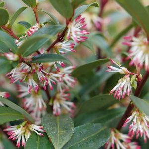 SARCOCOCCA HOOKERIANA `SWEET & LO`