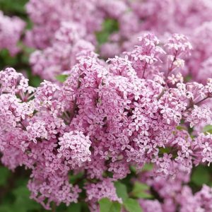 SYRINGA X BLOOMERANG `PURPINK`