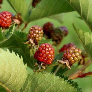 RUBUS `TASTE OF HEAVEN`