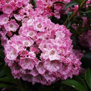 KALMIA LATIFOLIA `BRIDESMAID`