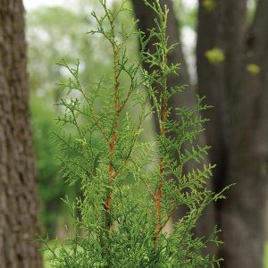 THUJA PLICATA `SUGAR & SPICE`