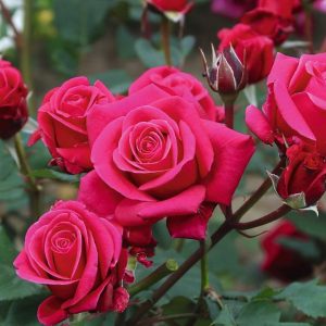 ROSA SHOWPIECE `LIPSTICK`