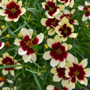 COREOPSIS DESIGNER THREADSr `CREAMY CALICO`
