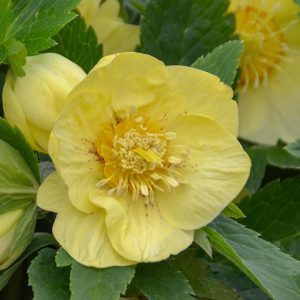 HELLEBORUS HONEYMOON `CALIFORNIA DREAMING`