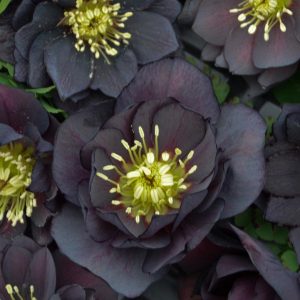 HELLEBORUS WEDDING PARTY `DARK AND HANDSOME`