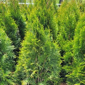 THUJA OCCIDENTALIS `SMARAGD`