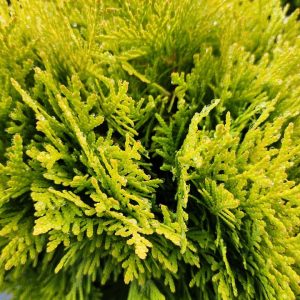 THUJA OCCIDENTALIS `ANNA`S MAGIC BALL`