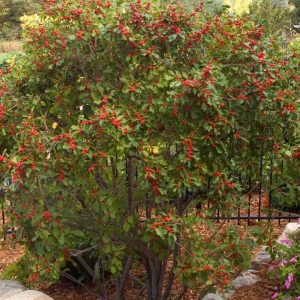 ILEX VERTICILLATA `WILDFIRE`