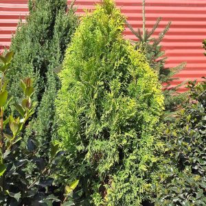 THUJA OCCIDENTALIS `AMBER GOLD`