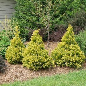 CHAMAECYPARIS PISIFERA `SOFT SERVE GOLD`