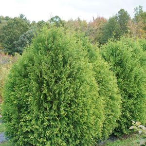 THUJA OCCIDENTALIS `CHEER DROPS`