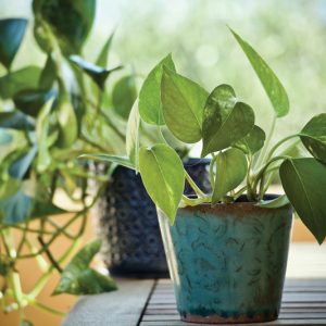Holiday Houseplant Bingo